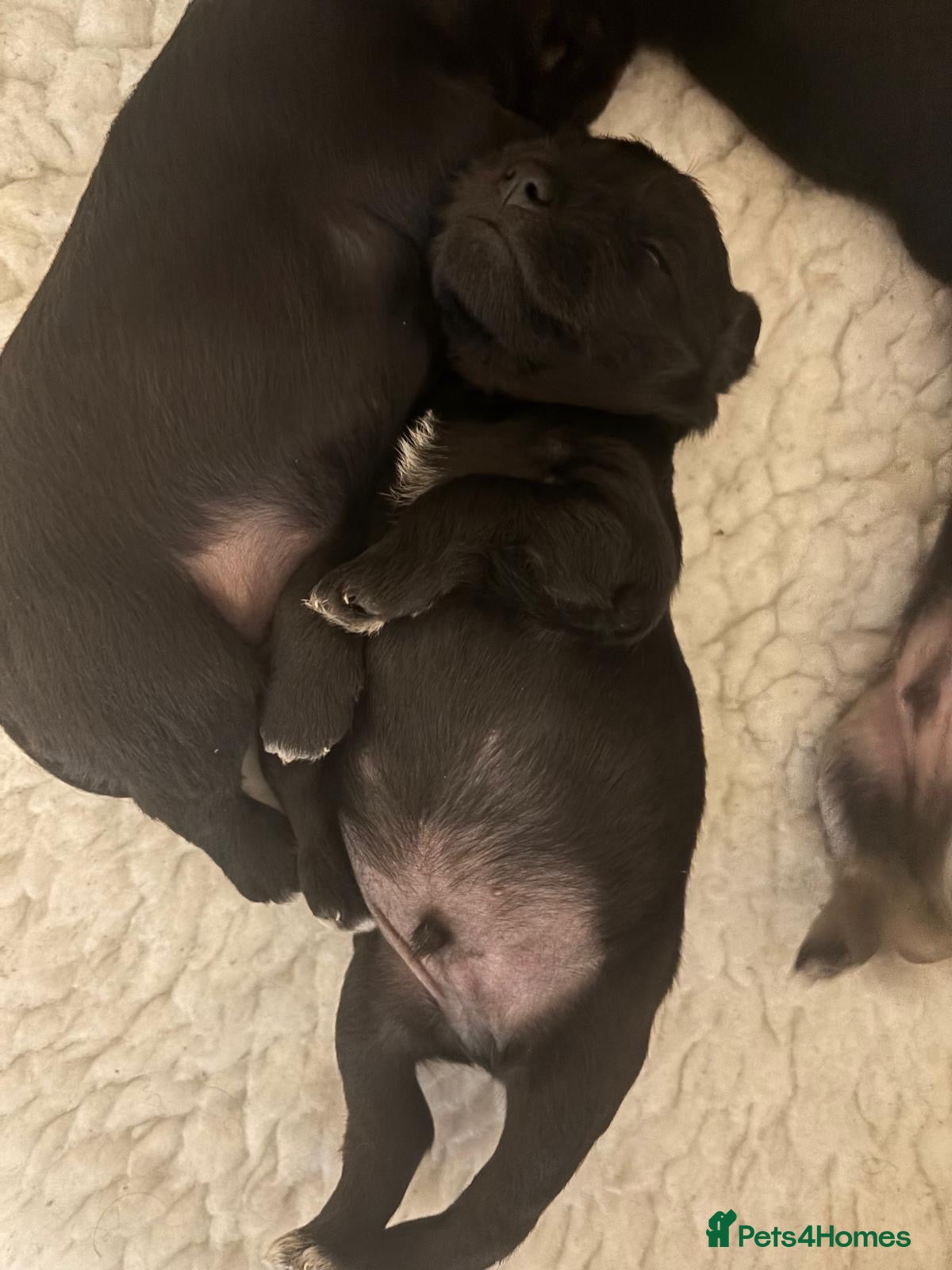 Miniature Schnauzer dogs Long awaited Miltonminis - Advert 2