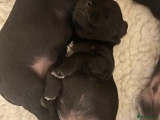 Miniature Schnauzer dogs Long awaited Miltonminis - Advert 2