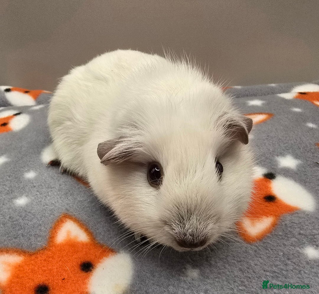 Guinea Pig rodents for sale: X3 Californian Boars £35 each - Advert 5