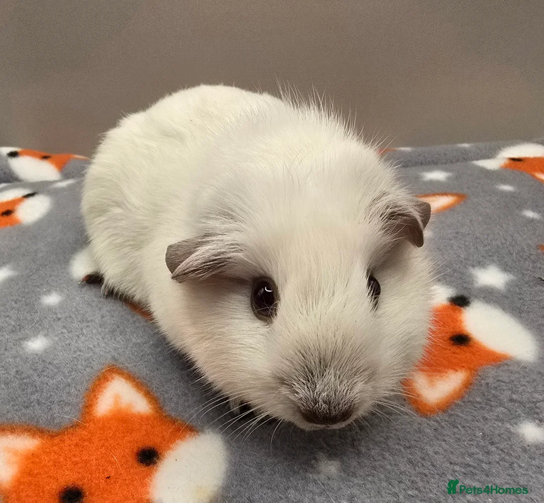 Guinea Pig rodents for sale: X3 Californian Boars £35 each - Advert 5