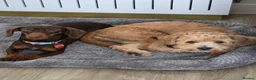 Dachshund dogs for sale: Dachshund and floodle in Lichfield - Advert 5