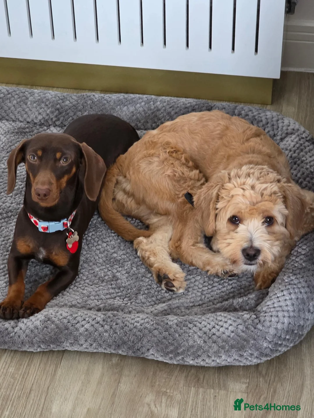 Dachshund dogs for sale: Dachshund and floodle in Lichfield - Advert 5