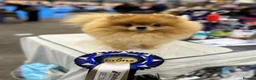 Pomeranian dogs for sale: 🫶🏽 5 BEAUTIFUL POMERANIAN PUPPIES 🫶🏽   - Advert 7