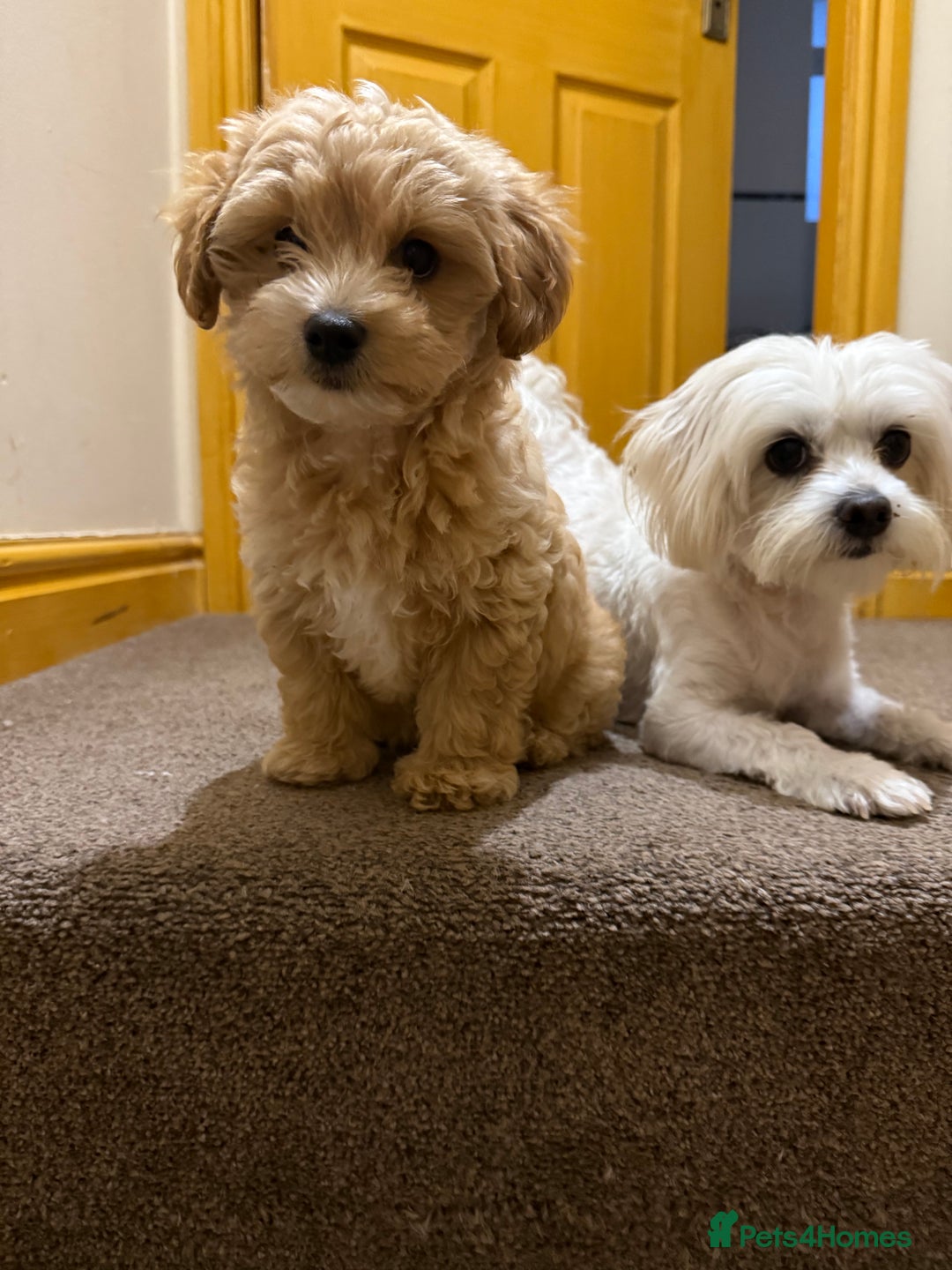 Maltipoo dogs for sale: Real life teddy bears f1 Maltipoo last 1!🐾🐶❤️💥 - Advert 4