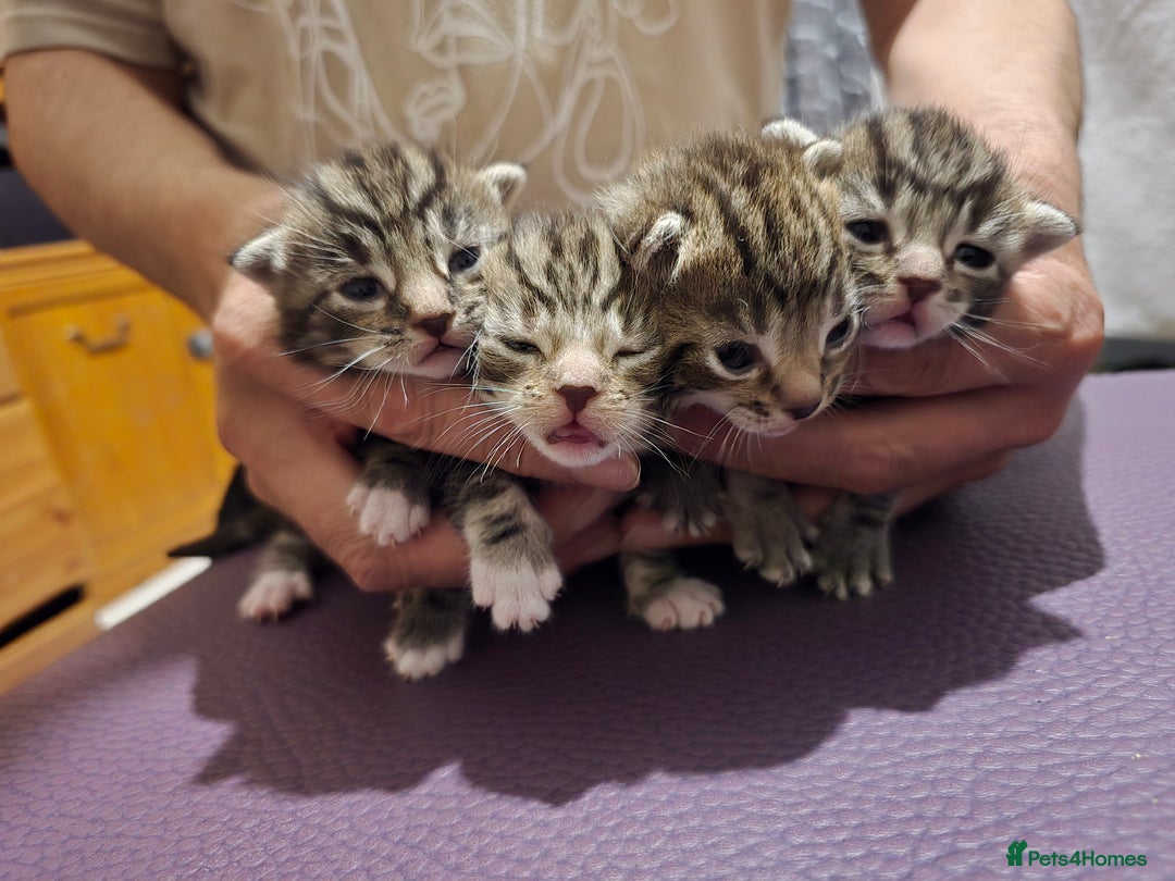 Bengal cats for sale: 4 Beautiful Bengal Kittens For Sale - Image 3