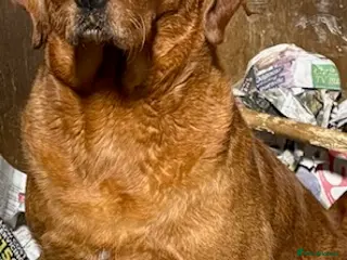 Labrador Retriever dogs Labrador Pups for Sale - Advert 9