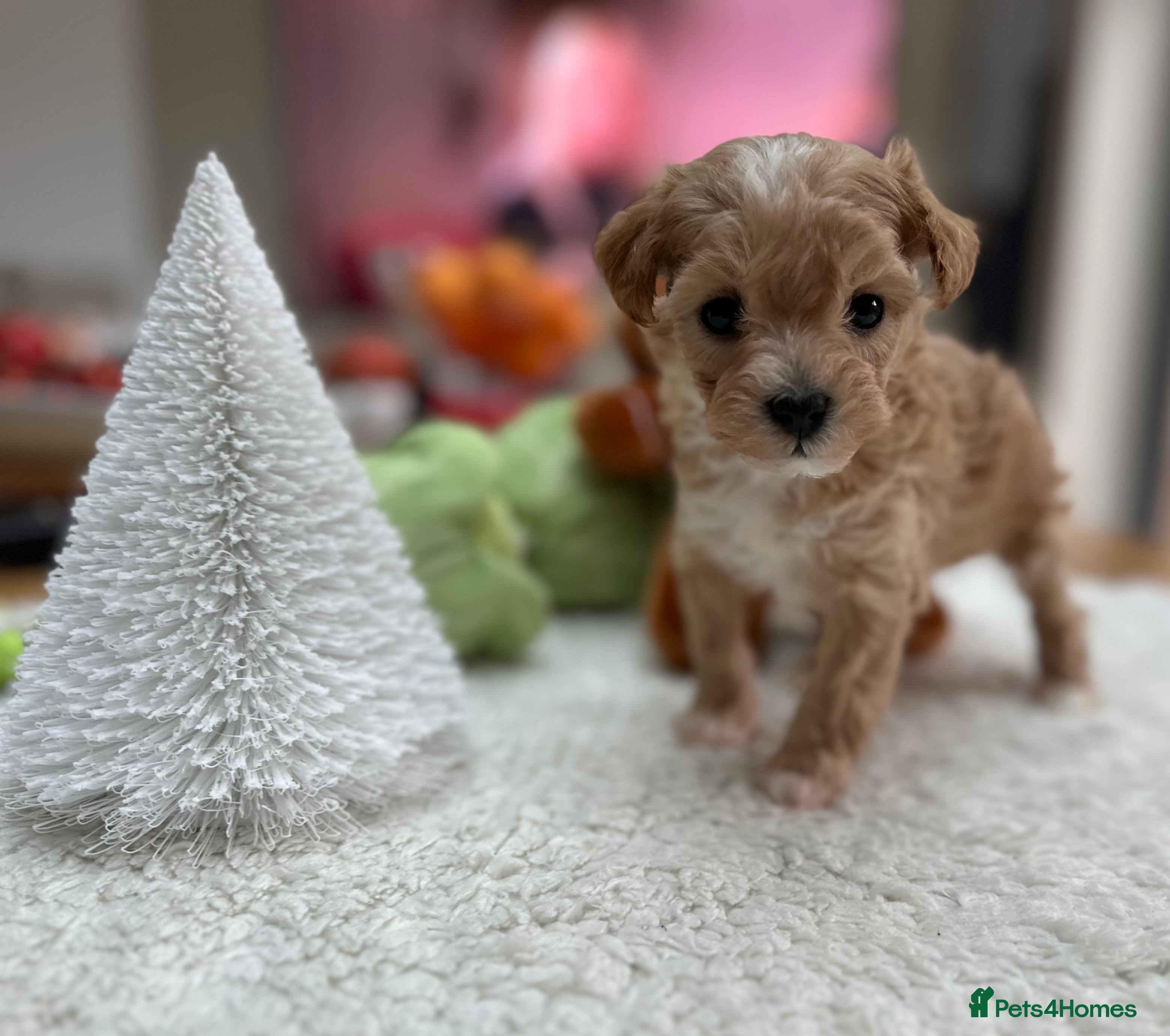 Maltipoo dogs F1 Mini Maltipoo - Advert 8