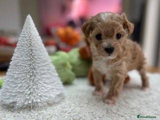 Maltipoo dogs F1 Mini Maltipoo - Advert 1