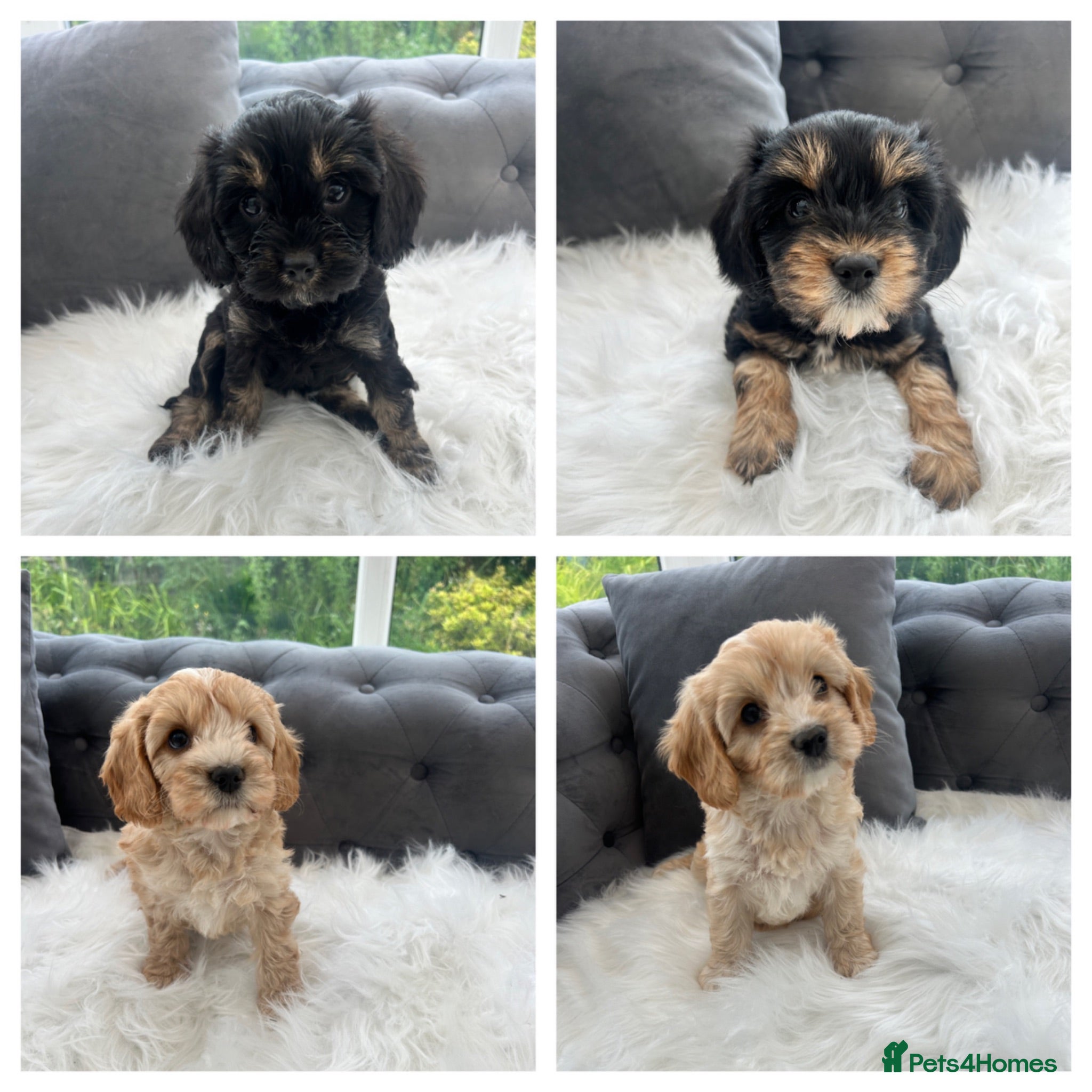 Cavapoo dogs F1 cavapoo puppies  - Advert 1