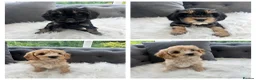 Cavapoo dogs for sale: F1 cavapoo puppies  - Advert 1