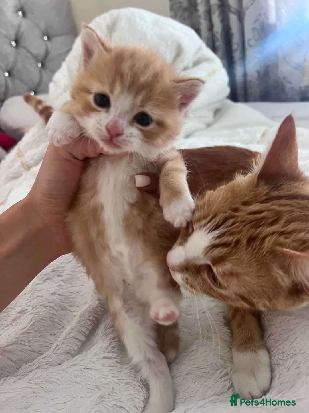 Mixed Breed cats for sale: GINGER KITTENS - Image 9