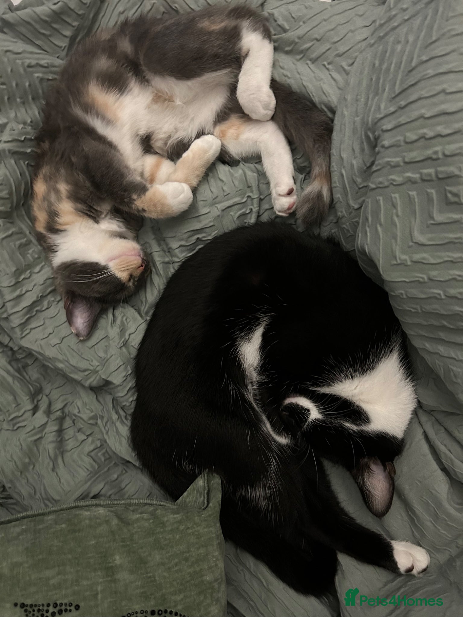 Siberian cats Two loved family cats sadly need rehoming - Advert 1