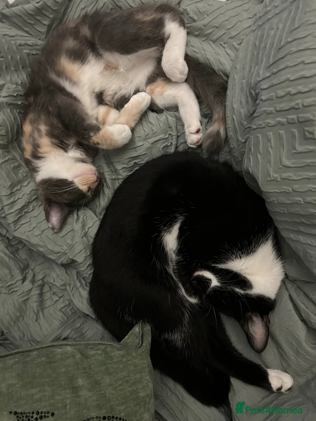Siberian cats for sale: Two loved family cats sadly need rehoming - Advert 1