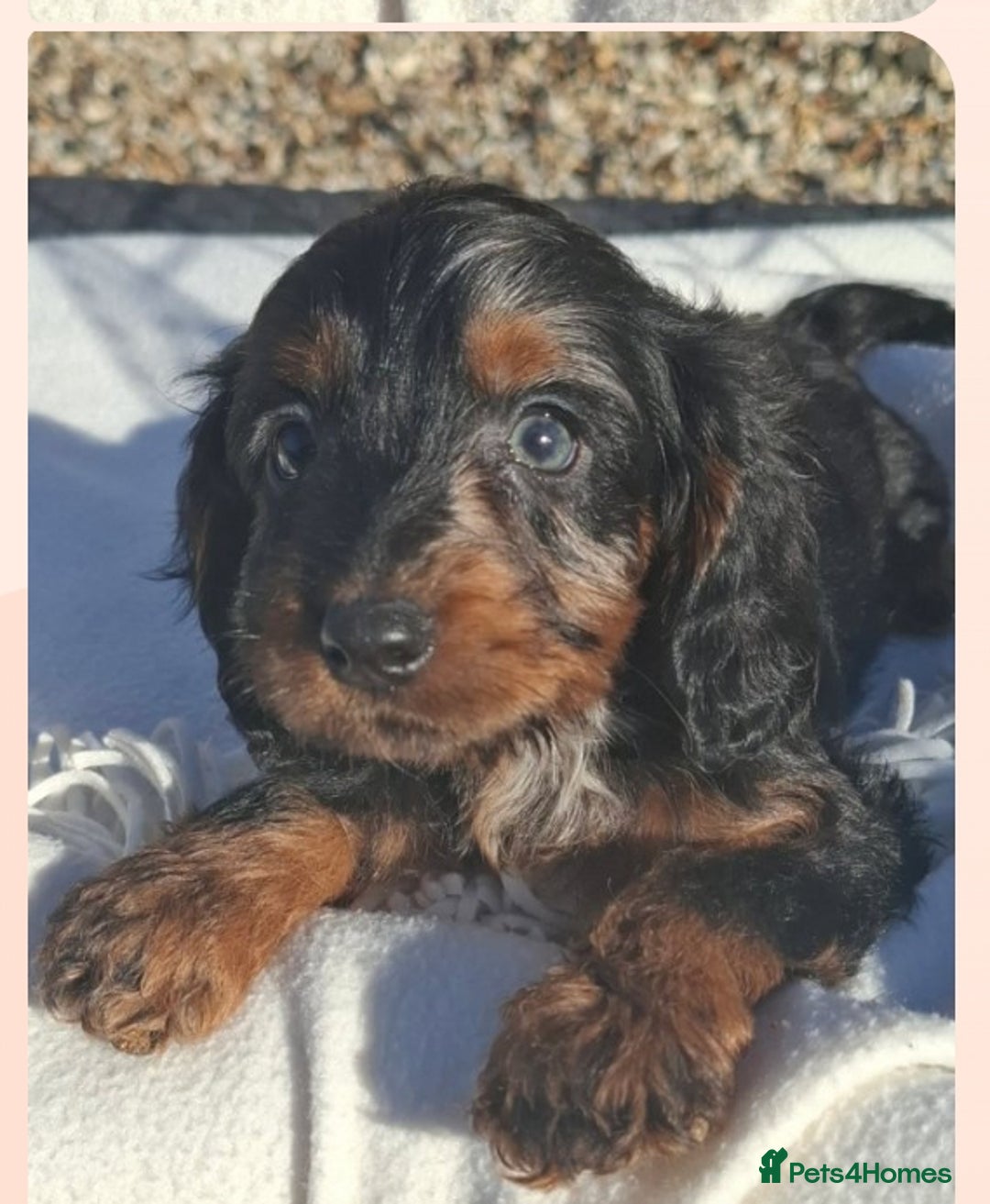 Cockapoo dogs for sale: Cockapoo puppies f1 Rare exceptional litter!!!!♥️ - Image 5