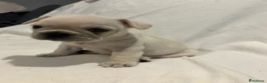 French Bulldog Puppy 2