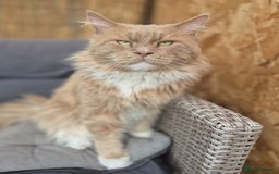 Maine Coon cats for sale: Ready now boys Mainecoon tica registered  - Image 26