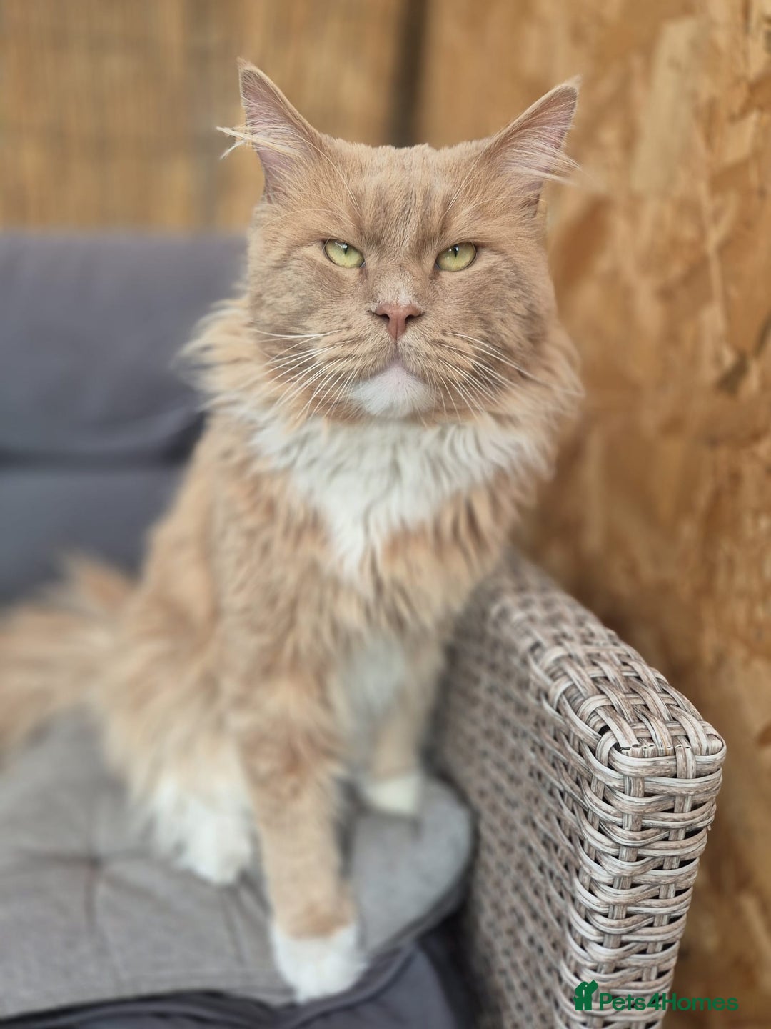 Maine Coon cats for sale: Ready now boys Mainecoon tica registered  - Image 26