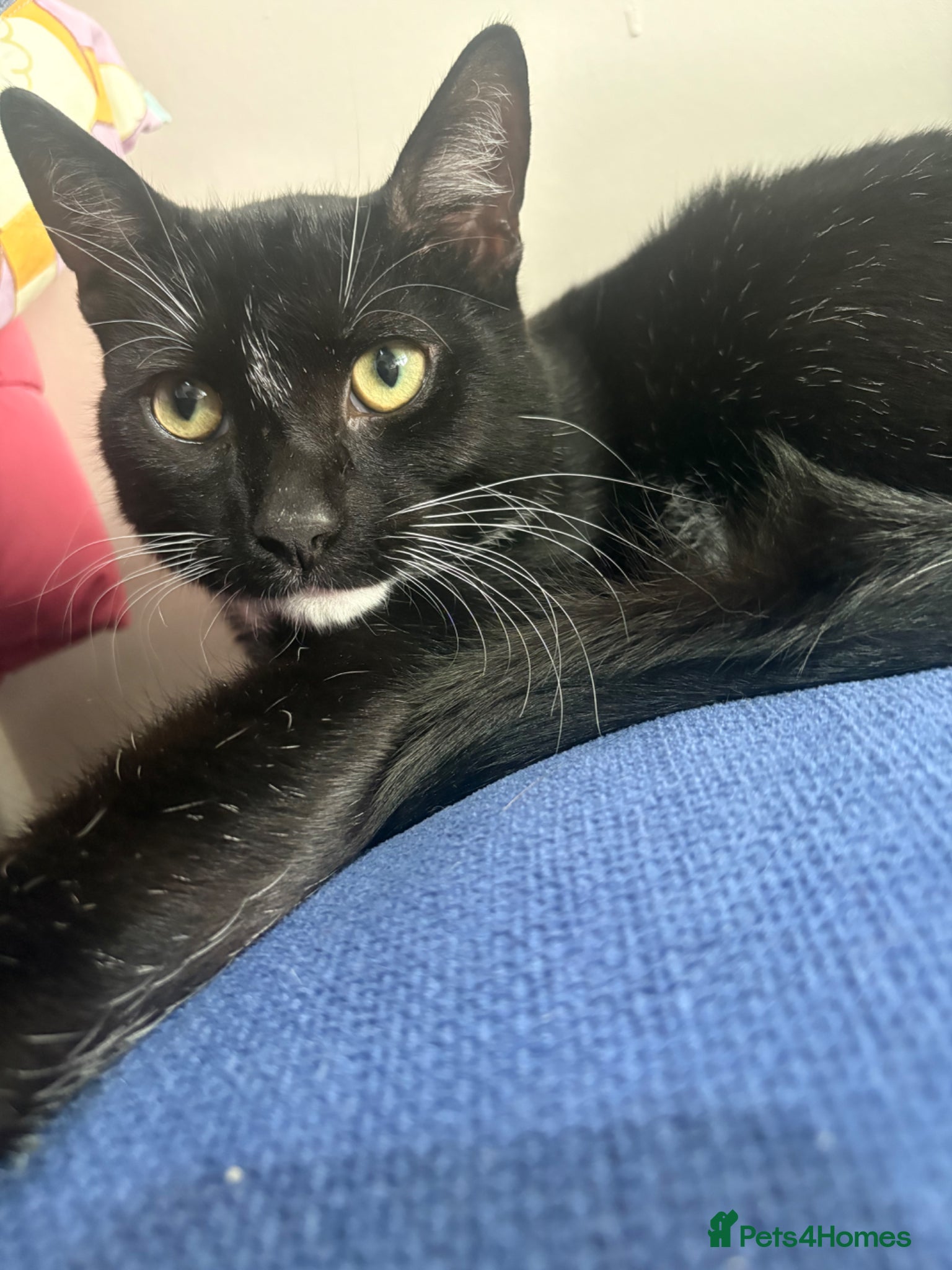 Mixed Breed cats for sale: black and white male cat  in Lichfield - Advert 2