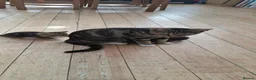 Mixed Breed cats for sale: Adorable kittens for sale - Advert 7