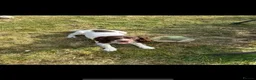 English Springer Spaniel dogs for sale: KC Springer Spaniel Boy - Advert 2