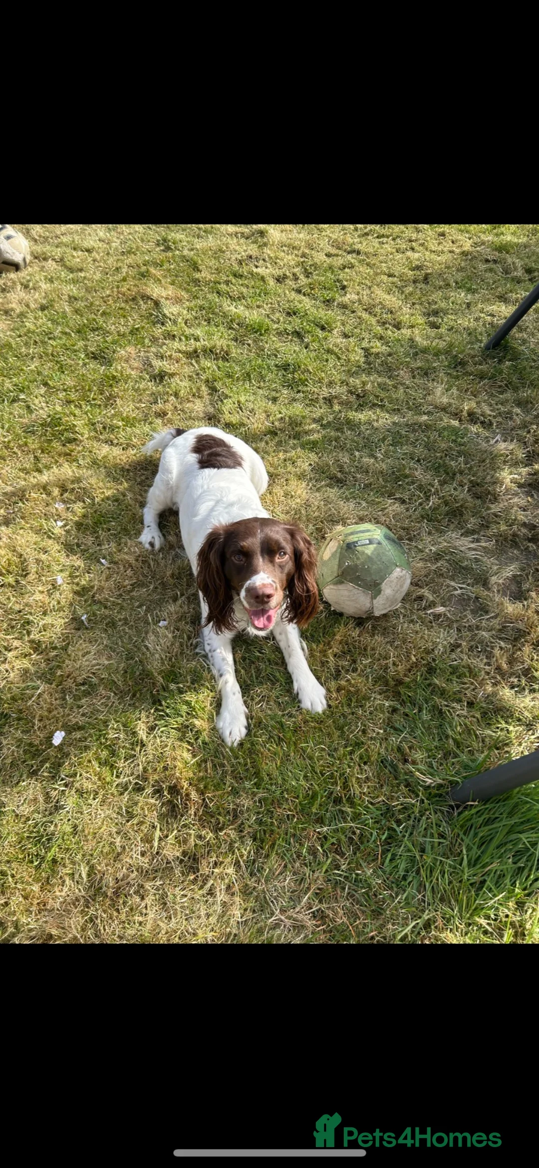 English Springer Spaniel dogs for sale: KC Springer Spaniel Boy - Advert 2