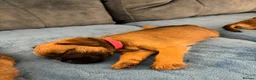 Border Terrier dogs for sale: Border terrier puppies - Advert 21