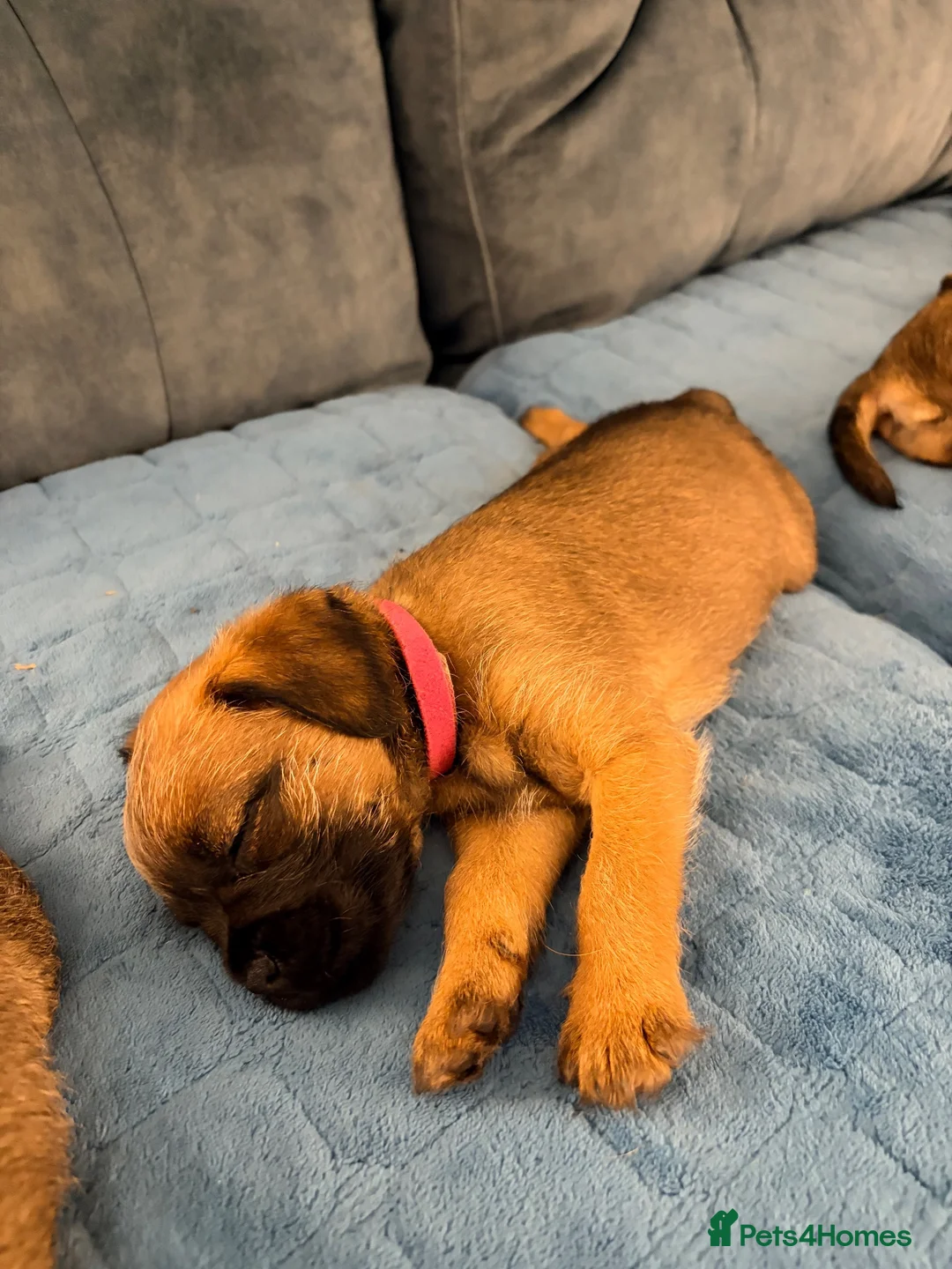 Border Terrier dogs for sale: Border terrier puppies - Advert 21
