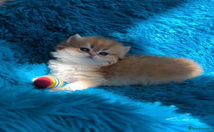 British Longhair cats ✨Golden British Longhair girl ✨ - Advert 8