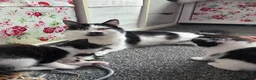 Mixed Breed cats for sale: One male and one female kitten available  - Advert 8