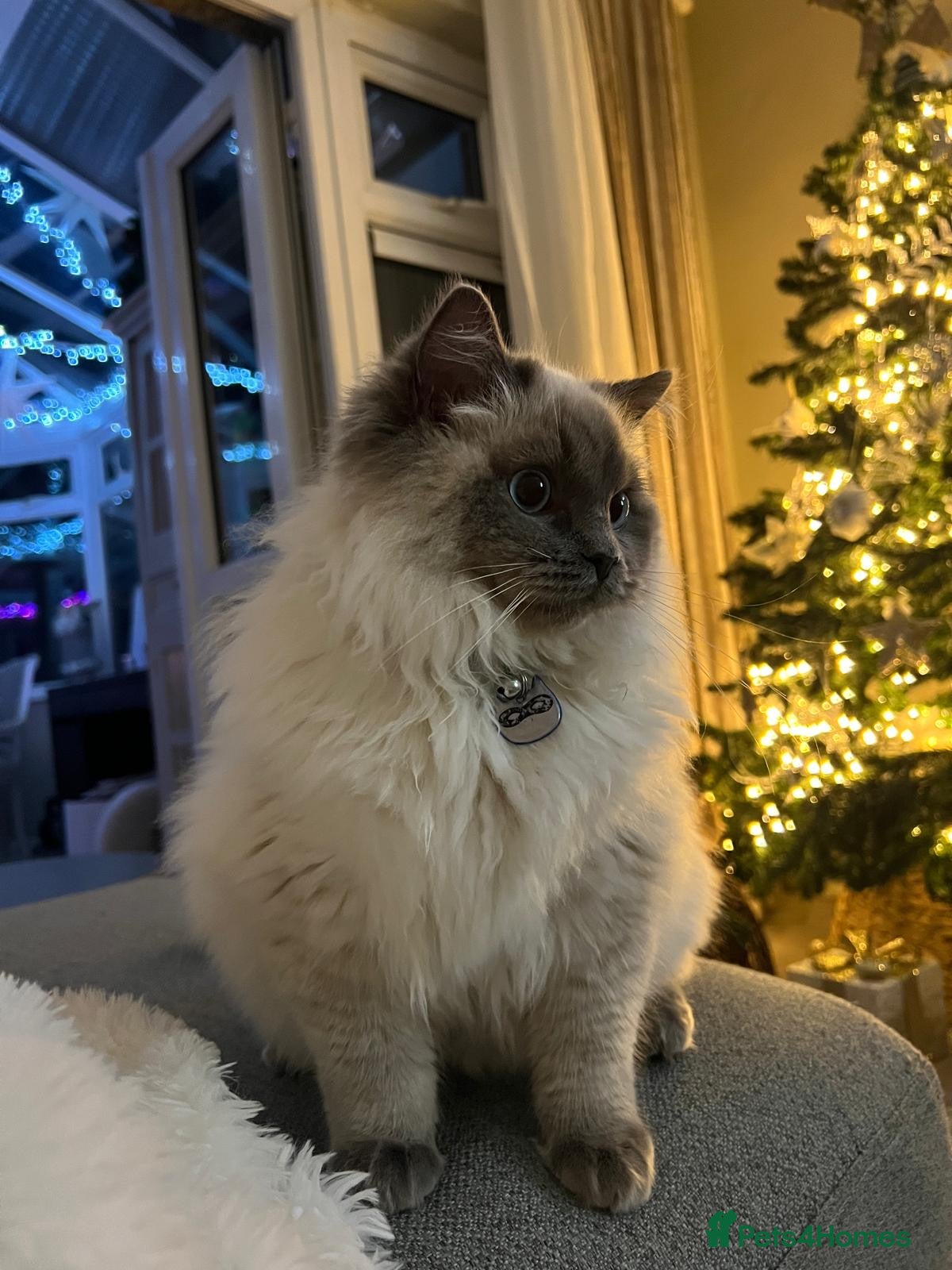Ragdoll cats 💙 Beautiful Pure Ragdoll Kittens 💙 - Advert 2