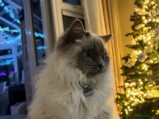 Ragdoll cats 💙 Beautiful Pure Ragdoll Kittens 💙 - Advert 1