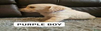 PURPLE COLLAR BOY 