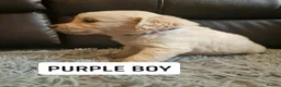 Golden Retriever dogs for sale: READY NOW🐾 PUREBRE GOLDEN RETRIEVER PUPPIES🐾 - Advert 23