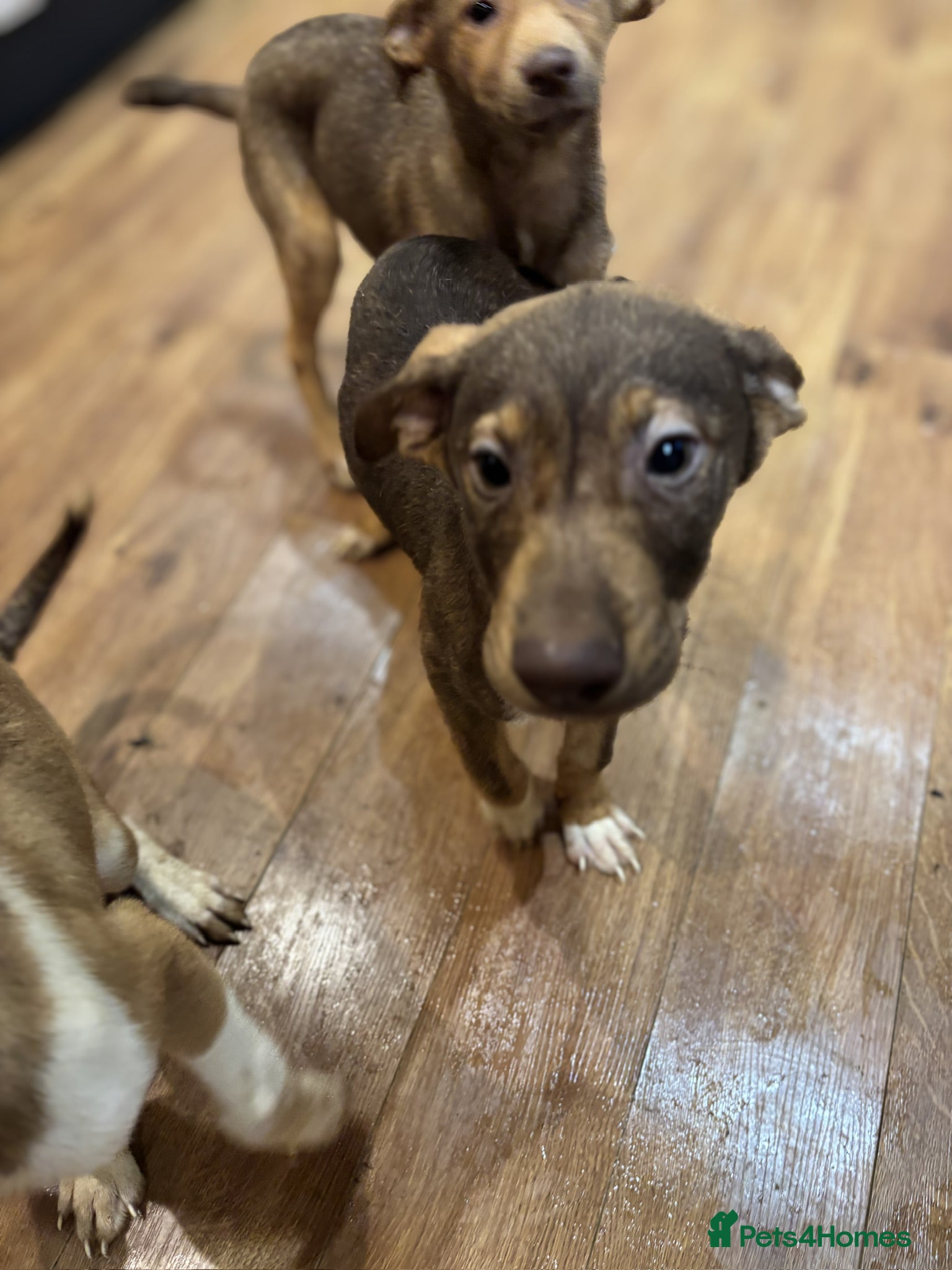 Mixed Breed dogs for sale: Mixed Breed Pups - Advert 25