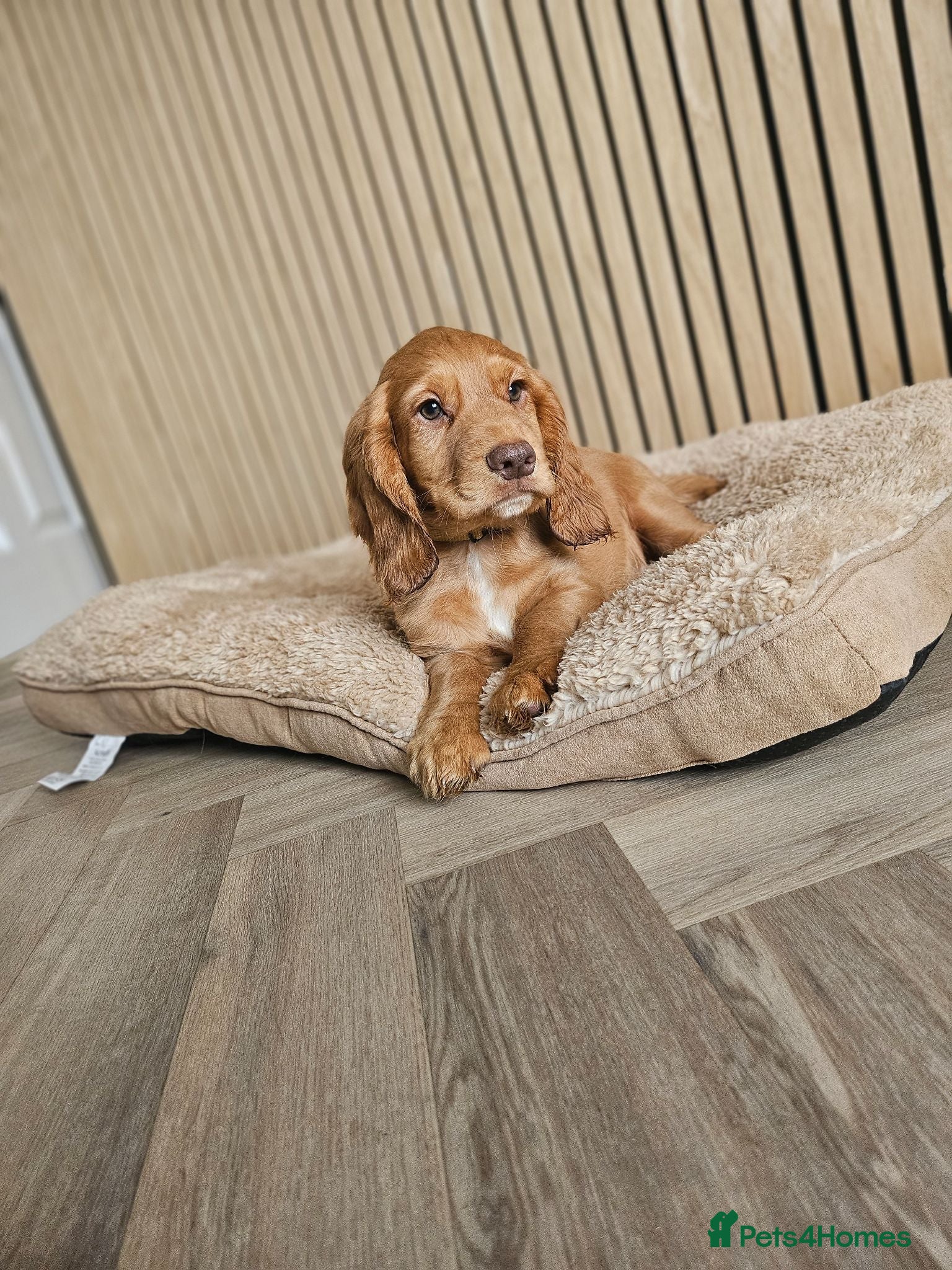 Cocker Spaniel dogs Health tested working cocker spaniels  - Advert 1