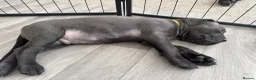 Cane Corso dogs for sale: Cane corso puppies🐶🐾 - Advert 10