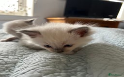 Ragdoll cats for sale: Blue mitted and bicolour ragdolls - Image 29