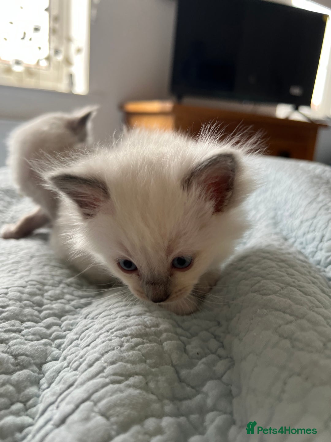 Ragdoll cats for sale: Blue mitted and bicolour ragdolls - Image 29