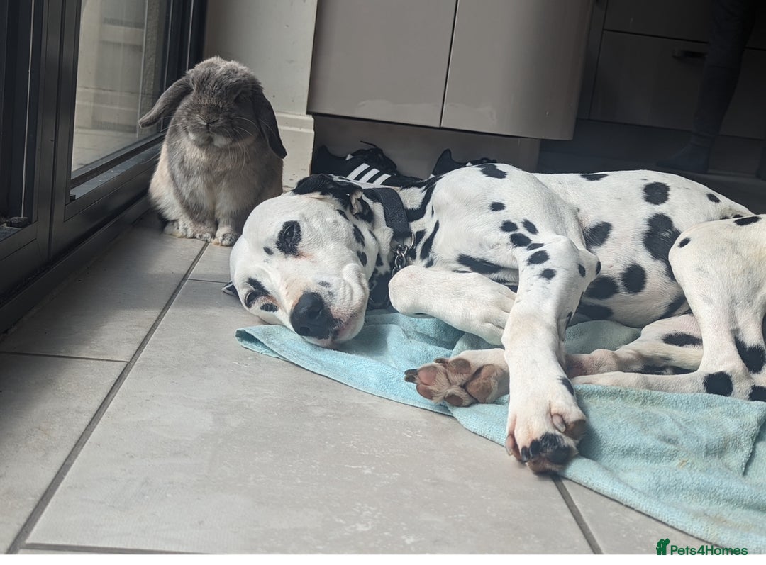 Dalmatian dogs for sale: Dalmatian  - Image 2