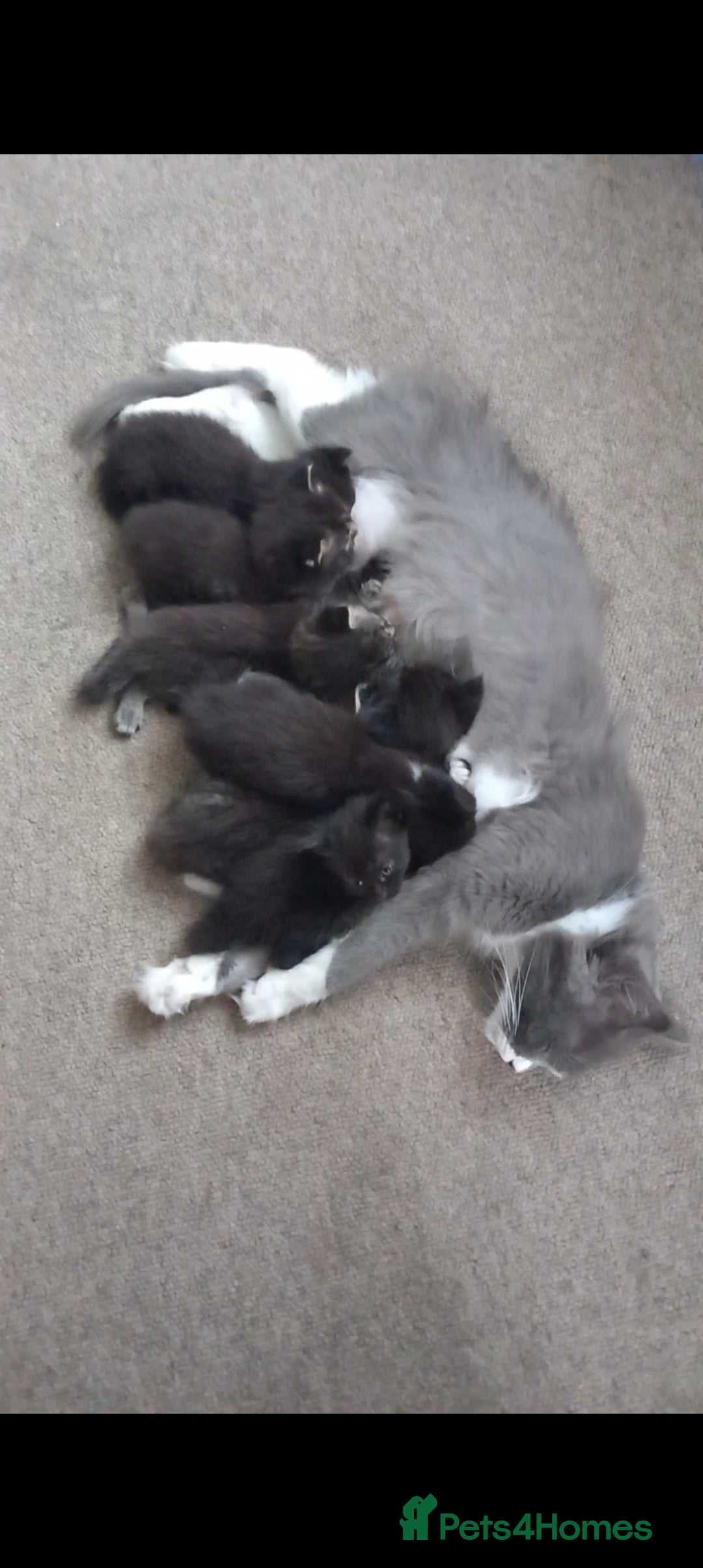 Maine Coon cats for sale: Maine Coon Mix READY TO GO - Image 16