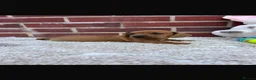 Dachshund dogs for sale: 5 gorgeous miniature dachshund puppy’s🐶 in Cullompton - Advert 29