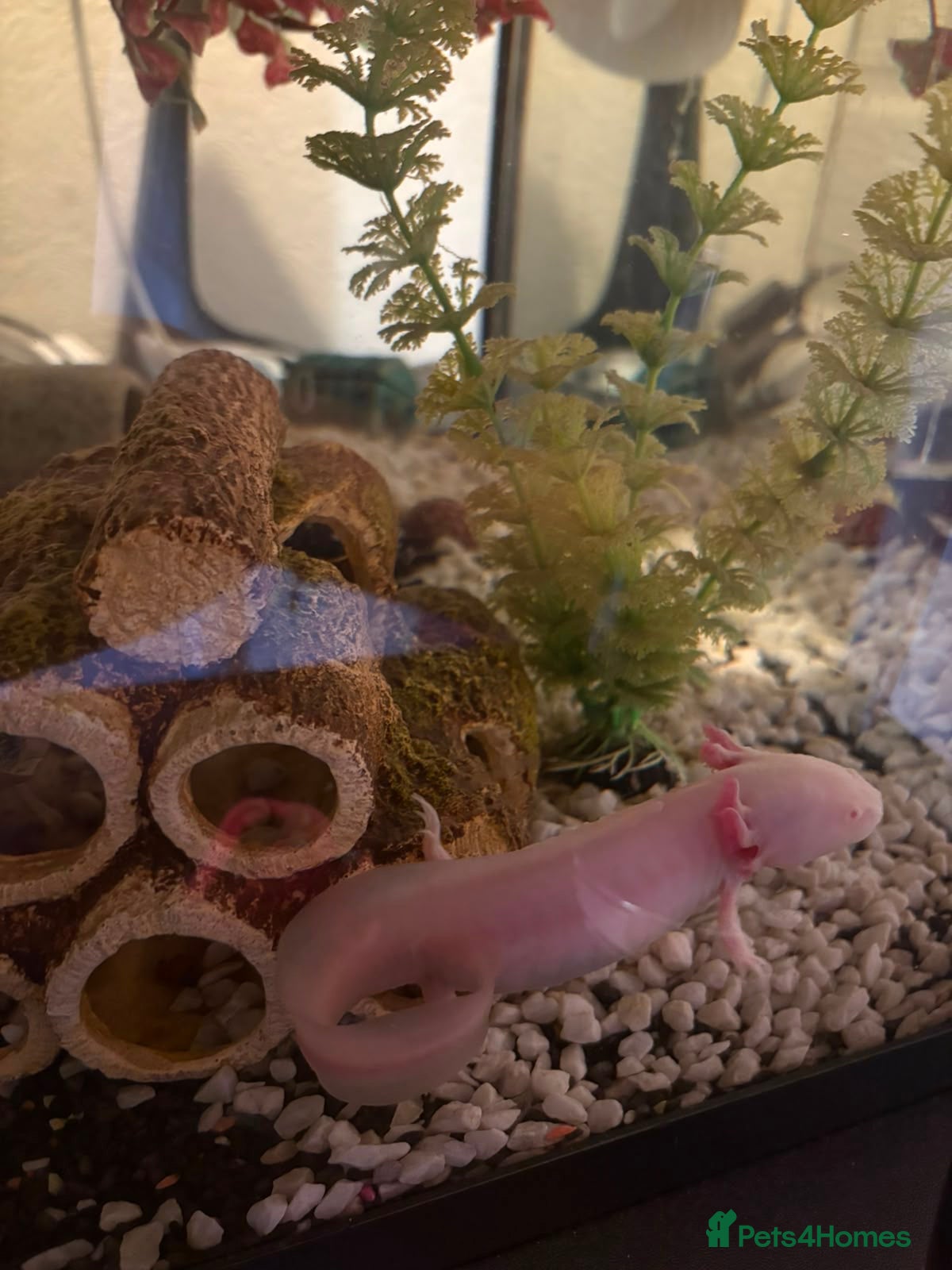 Other/Mixed Breed fish for sale: Axelots - Advert 3