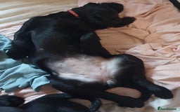 Labradoodle dogs for sale: ☆Ready to leave☆ CHUNKY PUPPIES ☆ - Advert 8