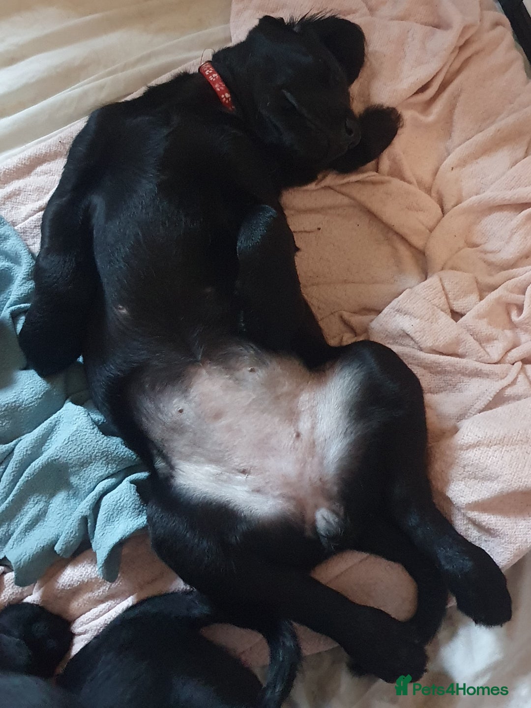 Labradoodle dogs for sale: ☆Ready to leave☆ CHUNKY PUPPIES ☆ - Advert 8