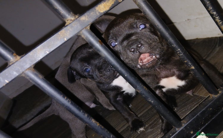Staffordshire Bull Terrier dogs - Advert 3