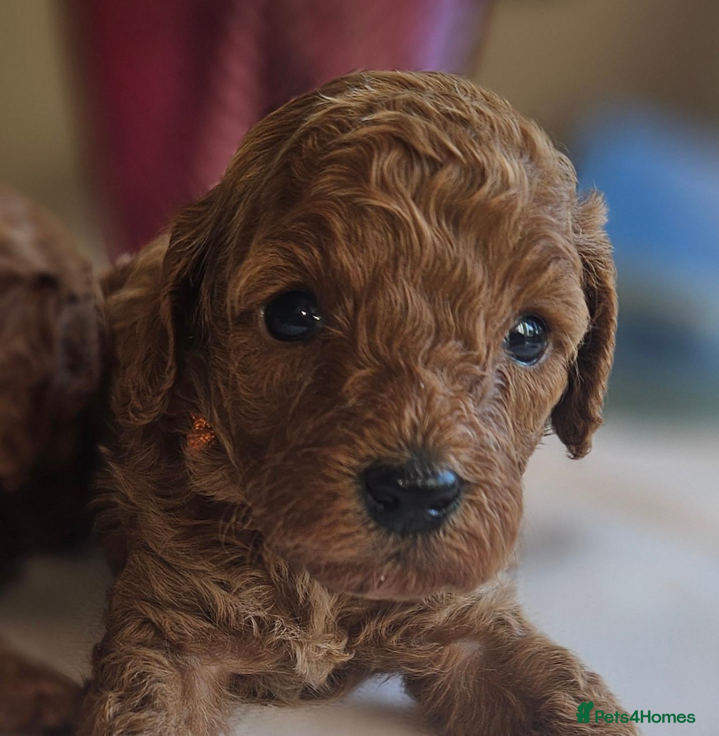 Cavapoo dogs Licensed breeder 2 girls, toy red cavapoo pups  - Advert 2
