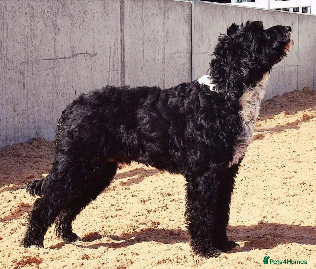 Australian Labradoodle dogs for sale: Multi-Gen Australian Labradoodles – Due Feb 2026 - Advert 6