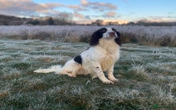 Sprocker dogs for sale: Beautiful F1 Sprocker Spaniel Puppies. in King's Lynn - Image 18