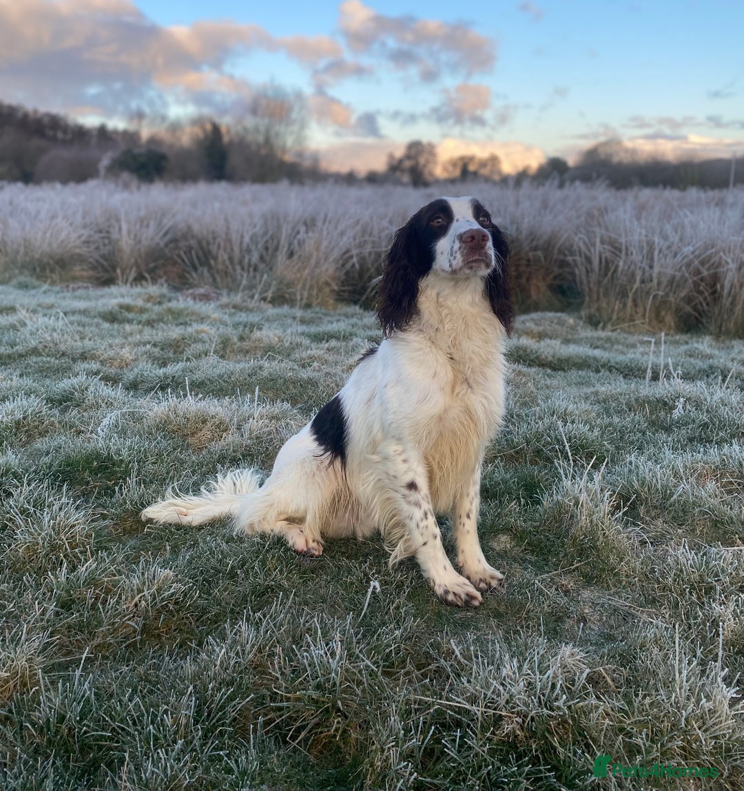 Sprocker dogs for sale: Beautiful F1 Sprocker Spaniel Puppies. in King's Lynn - Image 18