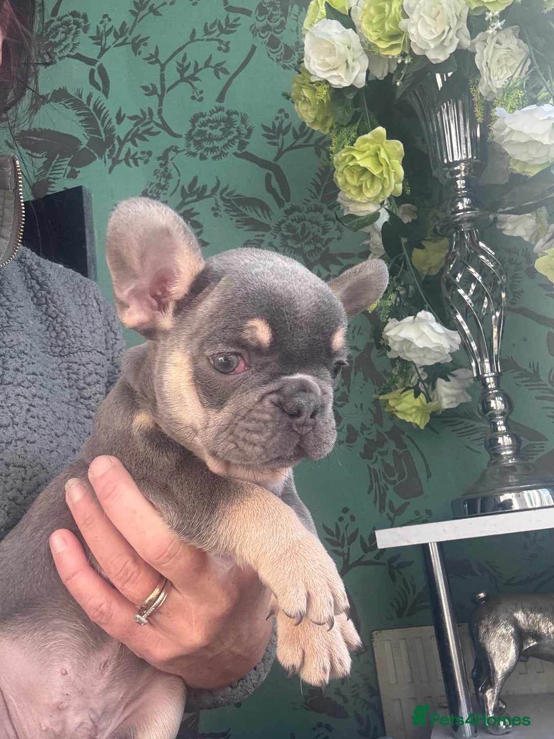 French Bulldog dogs for sale: Last girl left  - Advert 27